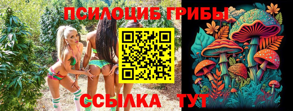 Абакан  Псилоцибиновые грибы Psilocybine cubensis  Вход с VPN 