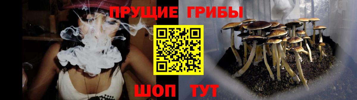 Галлюциногенные грибы Psilocybe Абакан